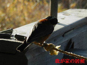 2022-01・09　里山の野鳥達・・・ (4).JPG