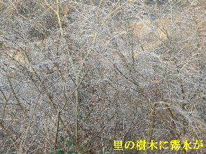 2022-01・17　里山は今日も霜化粧・・・ (3).JPG