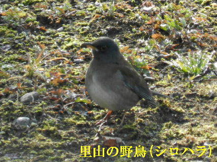 2022-01・20　里山の野鳥(シロハラ)・・・ (1).JPG