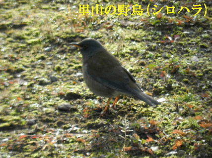 2022-01・20　里山の野鳥(シロハラ)・・・ (2).JPG