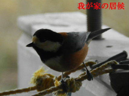 2022-01・22　里山の野鳥(山雀) (1).JPG