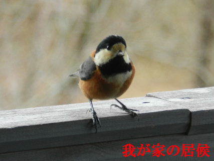 2022-01・22　里山の野鳥(山雀) (2).JPG