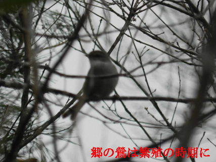 2022-03・23　里山の野鳥達.JPG