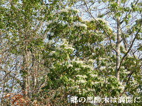 2022-03・24　散歩道脇で咲く花 (3).JPG