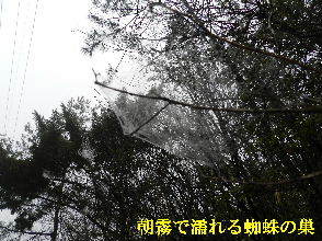 2022-03・24　朝霧に濡れる蜘蛛の巣・・・ (1).JPG