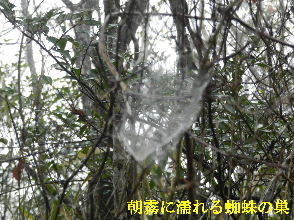 2022-03・24　朝霧に濡れる蜘蛛の巣・・・ (2).JPG