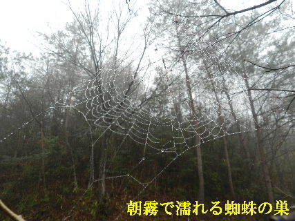 2022-03・24　朝霧に濡れる蜘蛛の巣・・・ (3).JPG