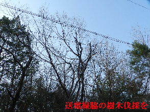 2022-03・24　送電線脇の樹木伐採を (2).JPG