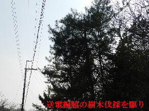 2022-03・24　送電線脇の樹木伐採を (3).JPG
