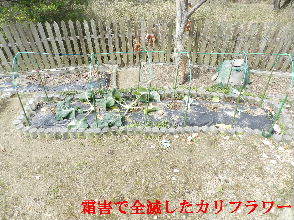 2022-03・25　我が家の菜園模様・・・ (1).JPG