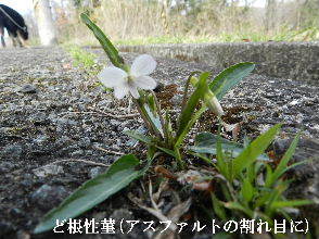 2022-03・28　散歩道脇に咲く花・・・ (3).JPG