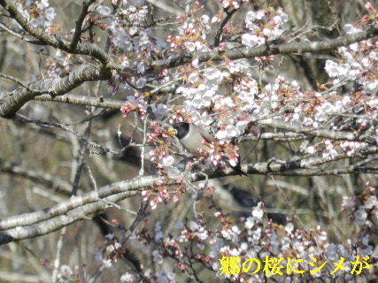 2022-04・04　里山の野鳥達・・・ (3).JPG
