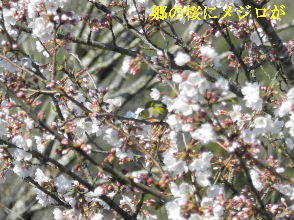 2022-04・04　里山の野鳥達・・・ (6).JPG