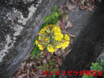 2022-04・21　散歩道脇に咲く花(1).jpg