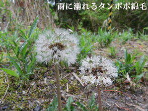 2022-04・24　散歩道脇に咲く花・・・ (1).JPG