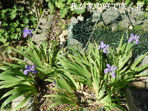 2022-04・30　我が家の庭で咲く花・・・ (1).JPG