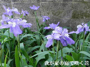 2022-04・30　我が家の庭で咲く花・・・ (2).JPG