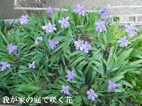2022-04・30　我が家の庭で咲く花・・・ (3).JPG
