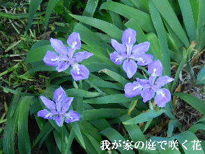 2022-04・30　我が家の庭で咲く花・・・ (4).JPG