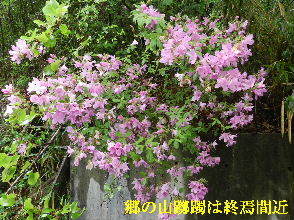 2022-05・13　散歩道脇で咲く花・・・ (12).JPG
