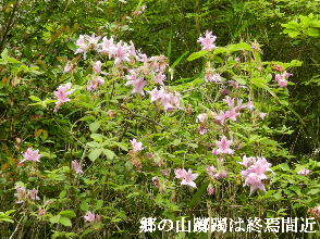 2022-05・16　散歩道脇で咲く花・・・ (3).JPG