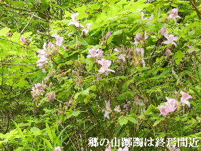 2022-05・16　散歩道脇で咲く花・・・ (4).JPG