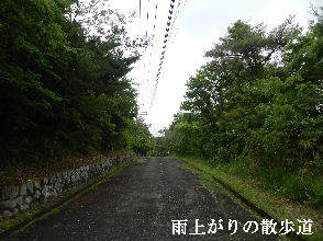 2022-05・27　雨上がりの散歩道・・・ (1).JPG