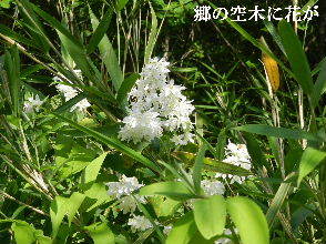 2022-05・28　散歩道脇で咲く花・・・ (2).JPG