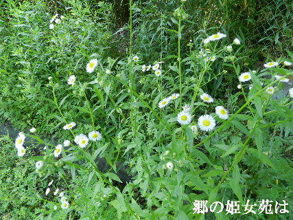2022-05・29　散歩道脇で咲く花・・・ (1).JPG
