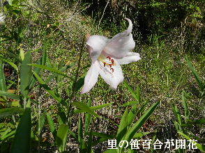2022-05・29　里山で咲く笹百合・・・ (1).JPG
