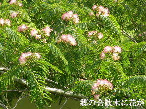 2022-06・26　郷の合歓木に花が・・・ (2).JPG