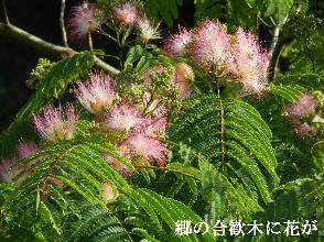 2022-06・26　郷の合歓木に花が・・・ (3).JPG