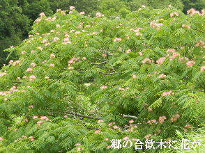 2022-06・27　郷の合歓木に花が・・・ (1).JPG