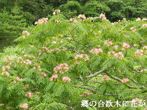 2022-06・27　郷の合歓木に花が・・・ (2).JPG