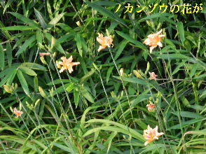 2022-07・02　郷のノカンゾウの花が ・・・(1).JPG