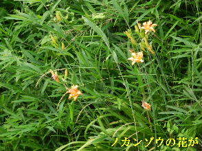 2022-07・02　郷のノカンゾウの花が ・・・(2).JPG