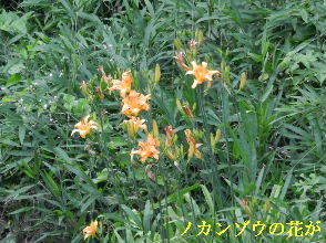 2022-07・02　郷のノカンゾウの花が ・・・(3).JPG