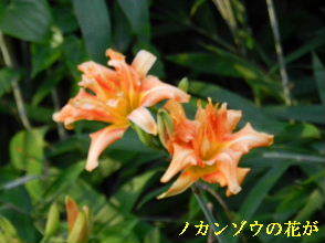 2022-07・02　郷のノカンゾウの花が ・・・(4).JPG