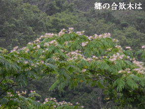 2022-07・05　里山の合歓木は・・・ (1).JPG