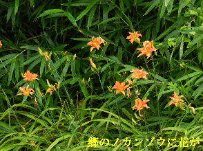 2022-07・06　郷のノカンゾウに花が・・・ (1).JPG
