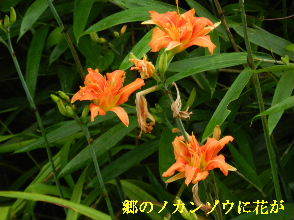 2022-07・06　郷のノカンゾウに花が・・・ (2).JPG
