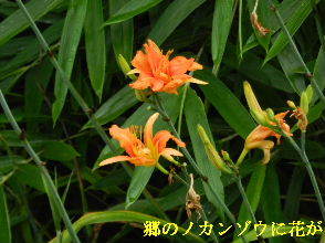 2022-07・06　郷のノカンゾウに花が・・・ (3).JPG