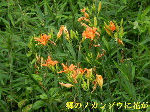 2022-07・06　郷のノカンゾウに花が・・・ (4).JPG