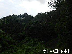 2022-07・11　今日の里山模様・・・ (6).JPG