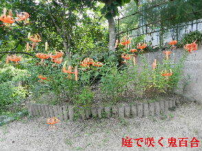 2022-07・25　我が家の庭で咲く鬼百合 (1).JPG