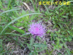 2022-08・06　散歩道脇で咲く花・・・ (5).JPG