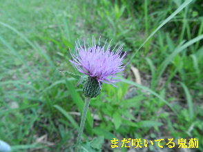 2022-08・06　散歩道脇で咲く花・・・ (6).JPG