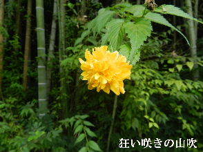 2022-08・07　散歩道脇で咲く花・・・ (6).JPG