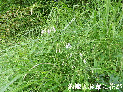 2022-08・09　散歩道脇で咲く花・・・ (5).JPG
