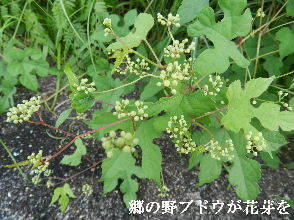 2022-08・12　散歩道脇で咲く花・・・ (4).JPG